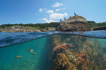 Coastline with cormorant birds on a rock and fish underwater, split level view over and under water surface, Atlantic ocean, natural scene, Spain, Galicia, Rias Baixas