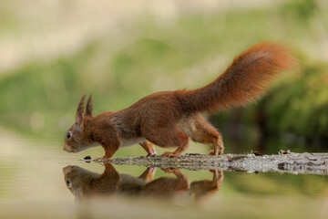 Red squirrel in its natural habitat