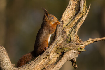 Red squirrel in its natural habitat