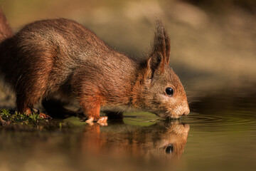 Red squirrel in its natural habitat