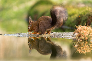 Red squirrel in its natural habitat