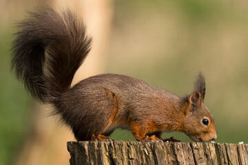 Naklejka na ściany i meble Red squirrel in its natural habitat