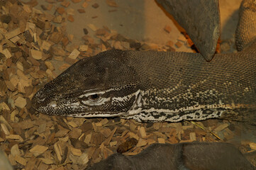 Closeup on a The yellow-spotted monitor or New Guinea Argus monitor Varanus panoptes horni in a...