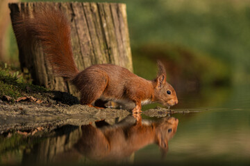 Red squirrel in its natural habitat