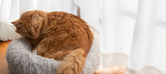 窓辺で眠る猫　茶トラ猫