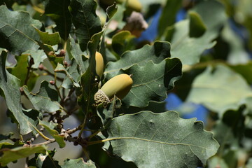 acorns on the oak