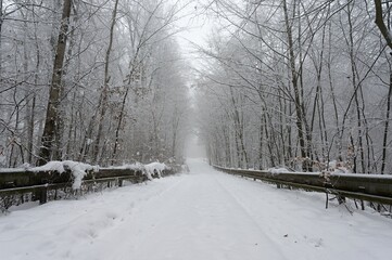 Snowy road with trees. Dangerous driving in the snow in winter. Concept for traffic and bad weather.