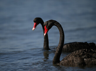 Black Swan 3