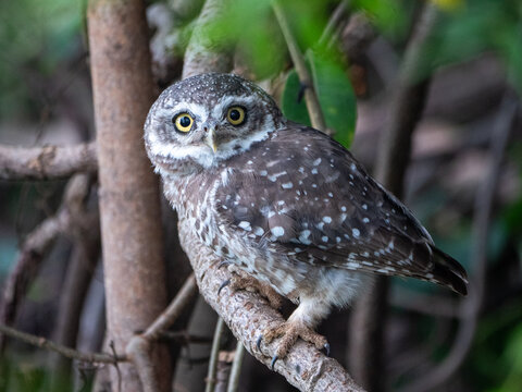 Image of spotted owlet perched on branch of a tree