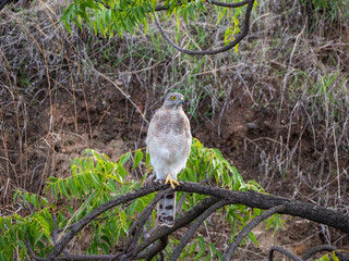 Image of Shikra bird perched on a branch of a tree