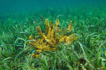 Fototapeta na wymiar Yellow tube sponge Aplysina insularis in seagrass Thalassia testudinum underwater in the Caribbean sea, natural scene, Central America, Panama