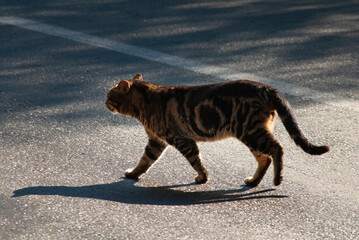 Feral, Jerusalem street cat walking upright across a sidewalk.