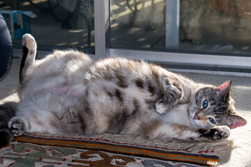 Fluffy grey and white tabby lying on her side with belly exposed in a playful mood