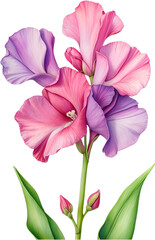 Watercolor painting of Sweet Pea Flower.  - obrazy, fototapety, plakaty