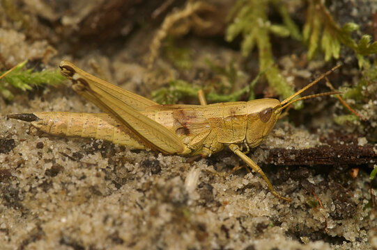 Closeup on a brown colored female European Gold grasshopper , Chrysochraon dispar sitting on the ground