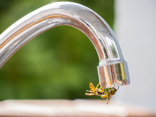 Close-up of a bee drinking water at a tap in midsummer