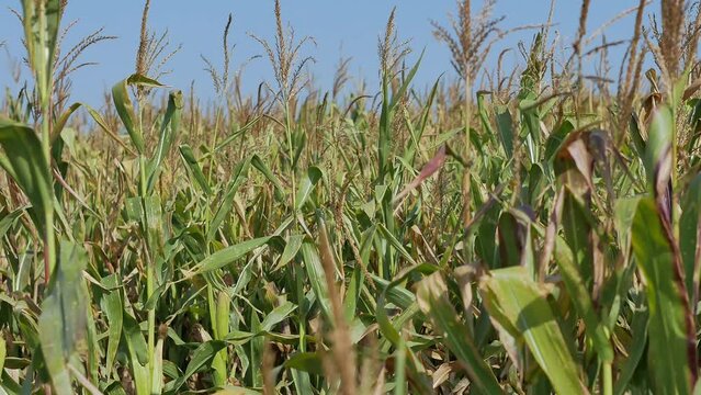 Corn sways in the wind, growing in an agricultural field against a blue cloudless sky, rust spots on the leaves of plants infected with the fungus Puccinia sorghi Schw