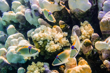 lot of picasso triggerfish swimming around over corals in the red sea - obrazy, fototapety, plakaty