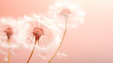Dandelion inflorescences in Peach color, Advertising design in Soft Peach Hue. Color of the Year 2024. Banner