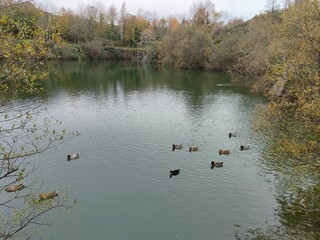 Laguna con fauna 