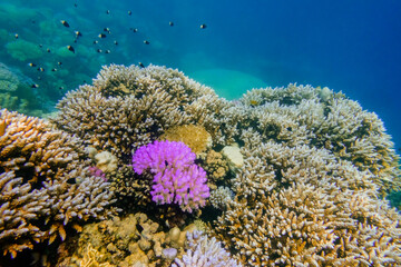 pink coral between others in the red sea during diving