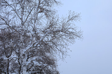 birch tree in the winter