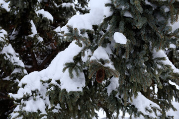 pine tree cone in the winter