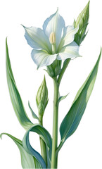 Obraz premium Watercolor painting of Okra flower. 