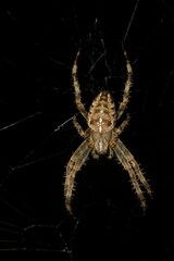 Vertical closeup on a hairy female European common garden spider, Araneus diadematus, at night in...