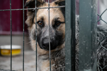 Dog waiting for adoption in animal shelter. Homeless dog in the shelter.