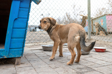 Dog waiting for adoption in animal shelter. Homeless dog in the shelter.