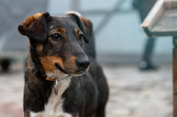 Dog waiting for adoption in animal shelter. Homeless dog in the shelter.