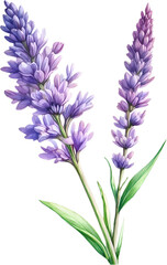 Fototapeta premium Watercolor painting of Lavender flower. 