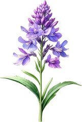 Naklejka na ściany i meble Watercolor painting of Lavender flower. 