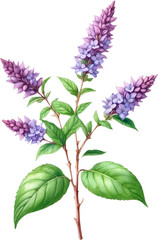 Watercolor painting of holy basil flower. 
