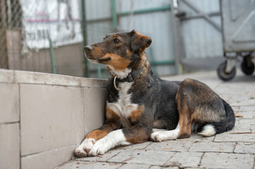 Dog waiting for adoption in animal shelter. Homeless dog in the shelter.