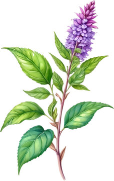 Watercolor painting of holy basil flower. 