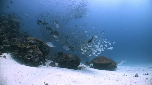 A large school of silver fish shoal together above a coral reef as they are chased and corralled by predators
