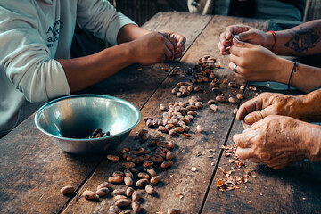Cocoa beans peeling in the Amazon Rainforest, Ecuador - obrazy, fototapety, plakaty