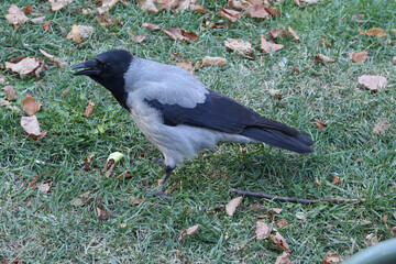 crow on the grass