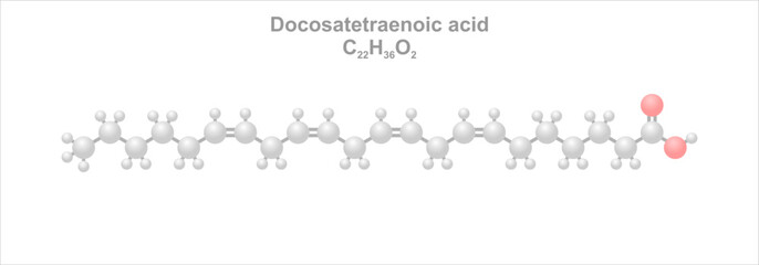Docosotetraenoic acid. Simplified scheme of the molecule. Omega-6 fatty acid. - obrazy, fototapety, plakaty