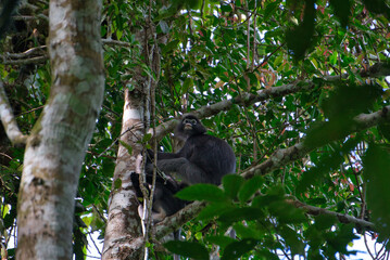 gibbons in a tree in malaysia