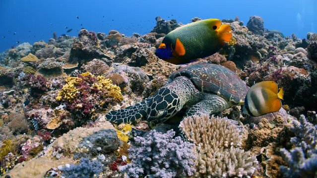 Underwater shot of Hawksbill Turtle eating corals and sponges as other brightly coloured tropical fish swim around it eating scraps of food
