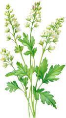 Fototapeta premium Watercolor painting of Coriander flowers.