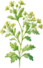 Watercolor painting of Coriander flowers.