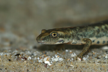 Closeup on an endangered European Sardinian brook salamander, Euproctus platycephalus