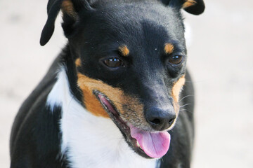 Close-up of the face of a dog of the Jack Russell Terrier breed