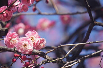 梅の花