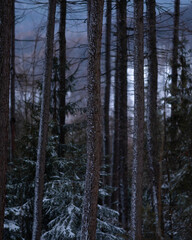 Magical winter and moody scenery. Frozen trees covered with white snow. Fantasy atmosphere in Czech Republic.