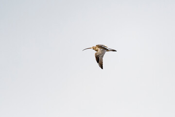 Großer Brachvogel (Numenius arquata) in der Abendsonne	